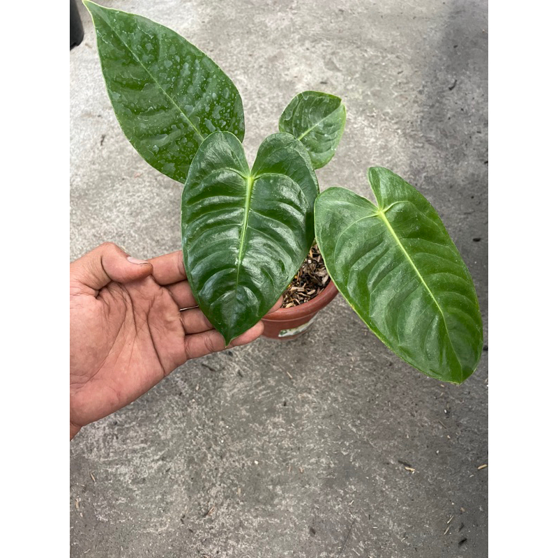 anthurium veitchii from bonggol