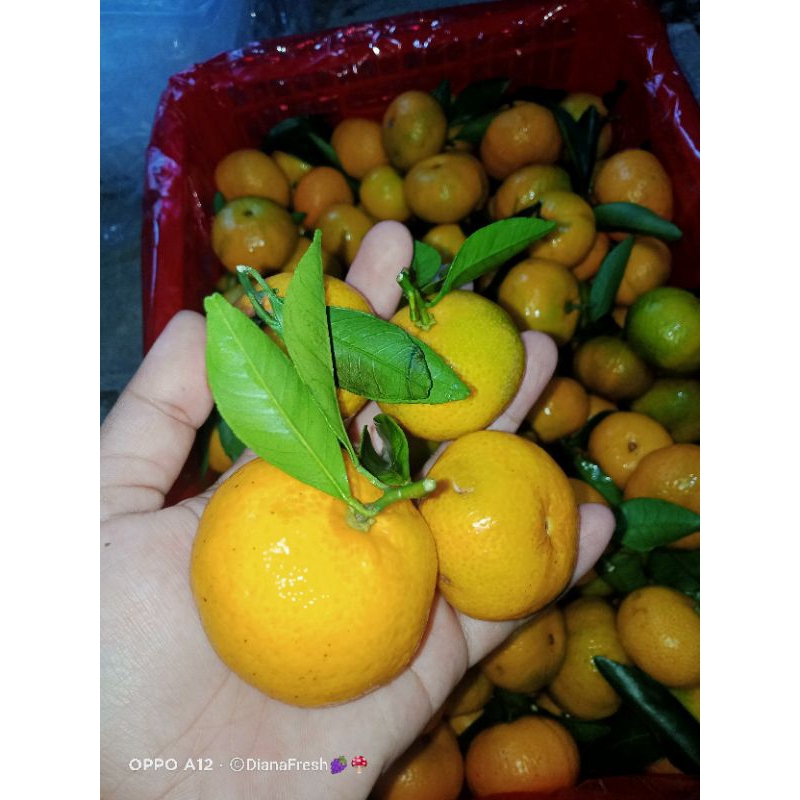 

Buah Jeruk Santang 1kg