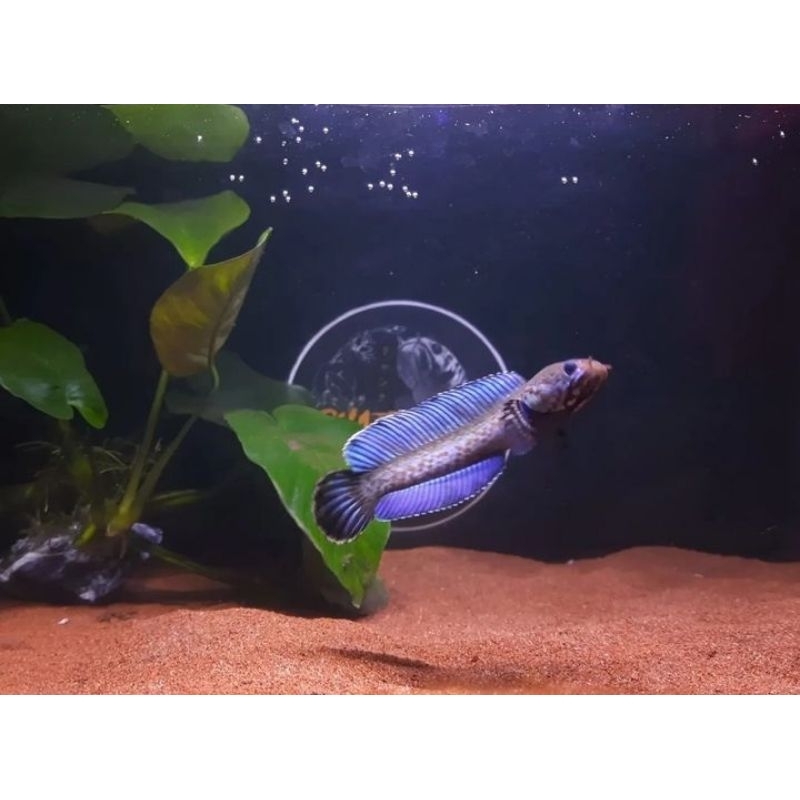 Channa Andrao Premium High Fin