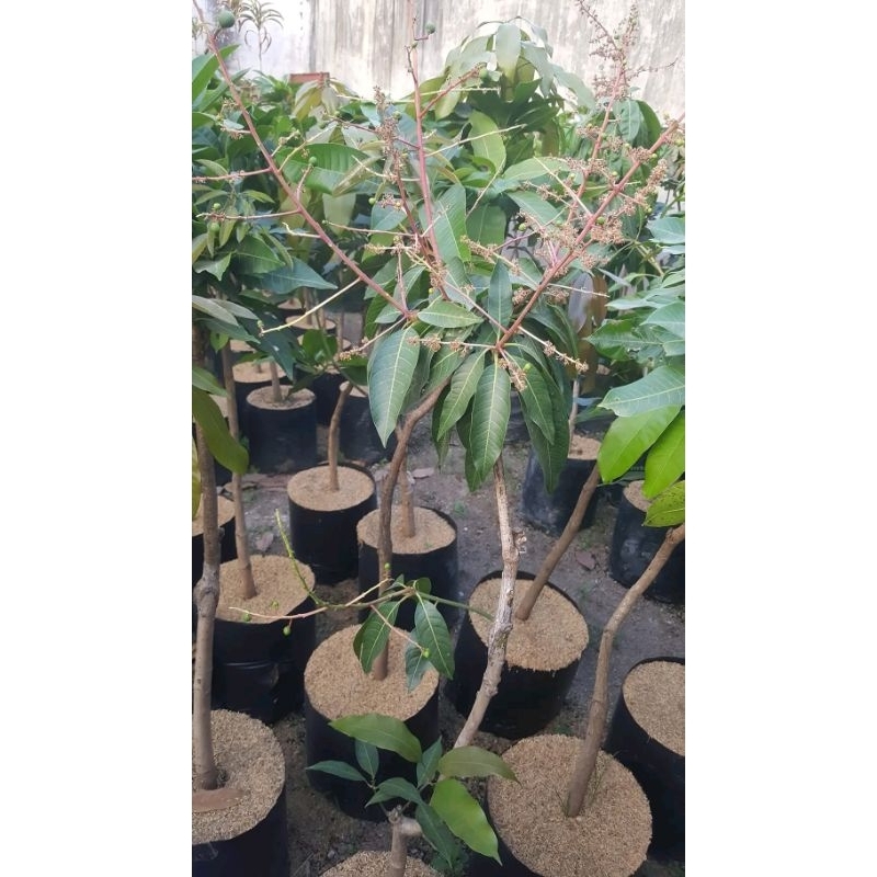 Bibit Mangga Irwin Berbunga