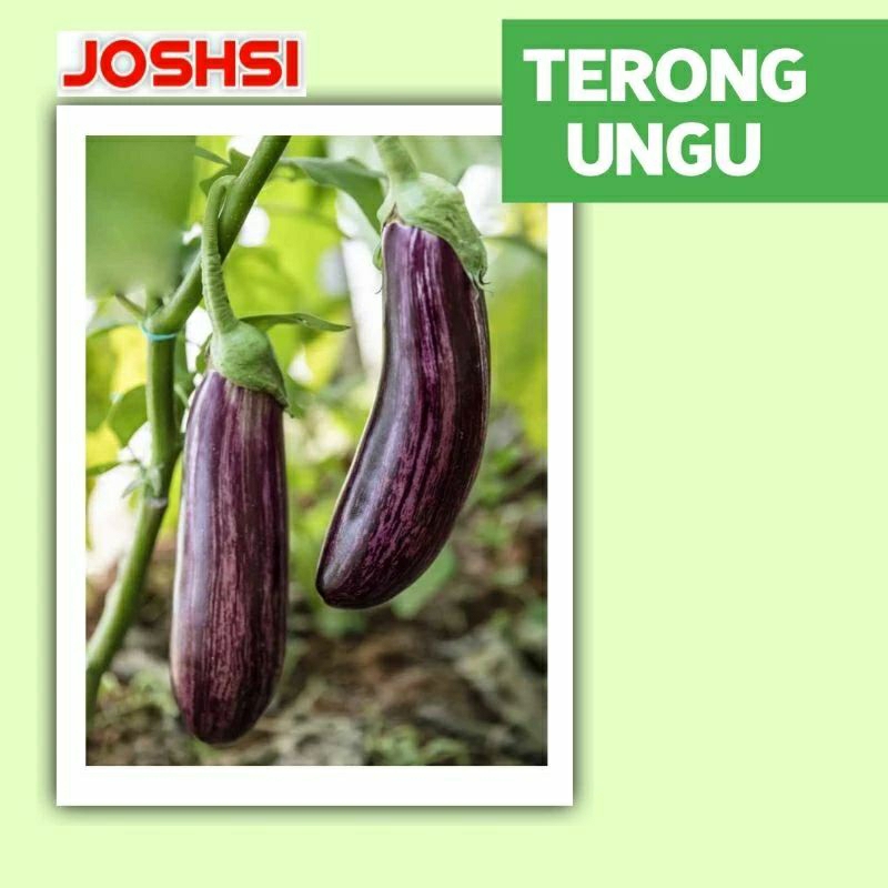 bibit benih terong lalap ungu