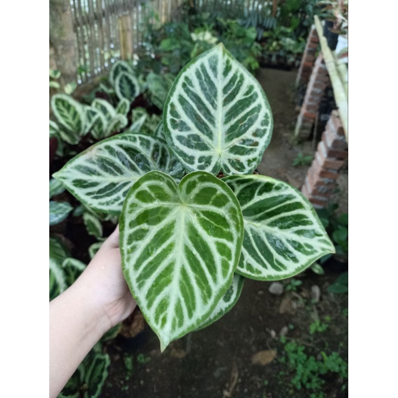 Anthurium Dorayaki Silver / Anthurium Silver Blush