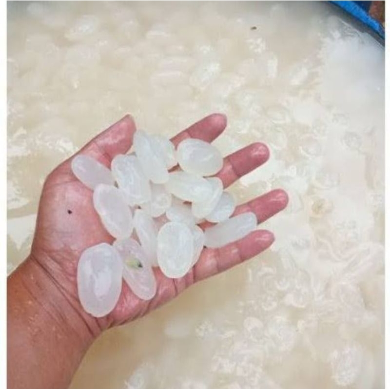 

Kilang kaling 1 kg caluruk manisan manis