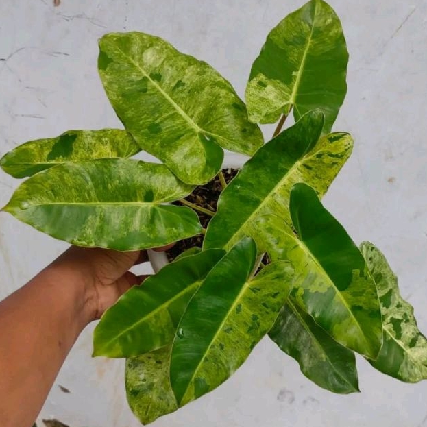 *PROMO* Philodendron Burlemark Verde Varigata/ Burlemark Mint