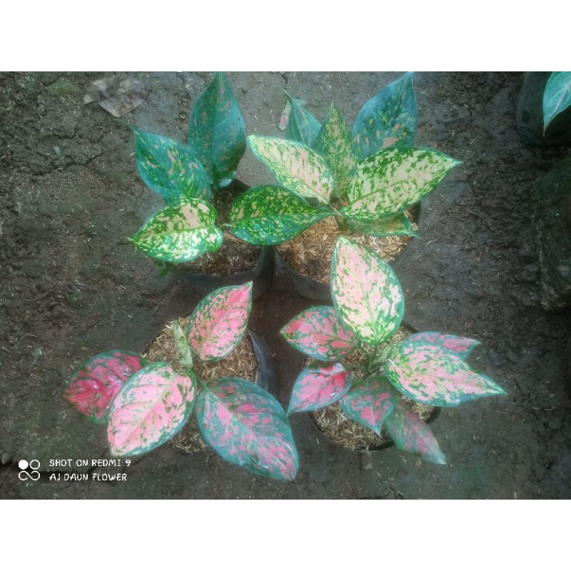 Paket Aglaonema