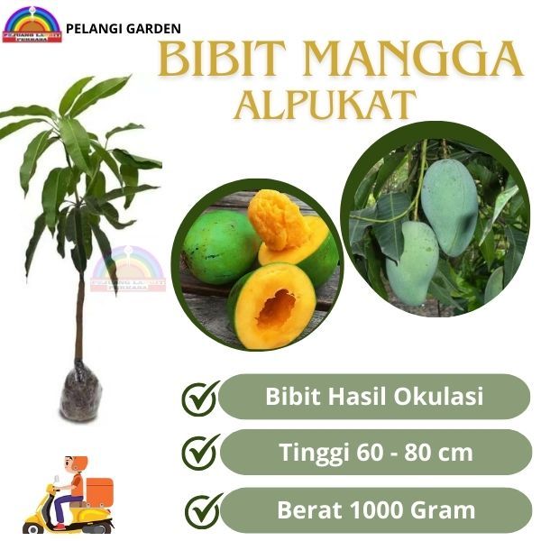 Bibit Mangga Alpukat, Bibit Mangga Manis Berbuah, Buah Alpukat Unggul