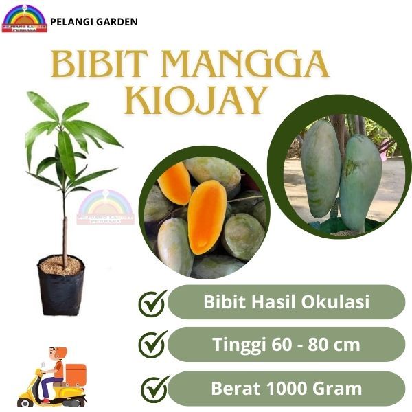 Bibit Mangga Kiojay, Bibit Mangga Berbuah Kiojay, Bibit Mangga Kiojay Super Manis
