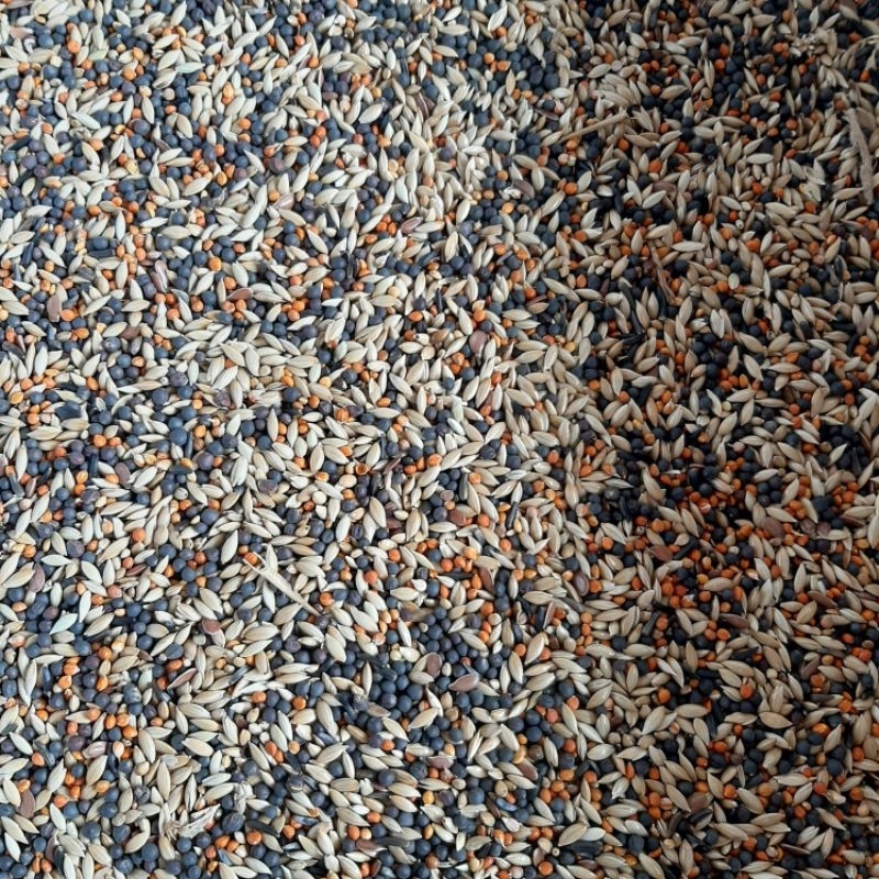 Pakan Kenari Mix Premium Khusus Kenari Finch Blackthroat Yorkshire Redsiskin 1kg