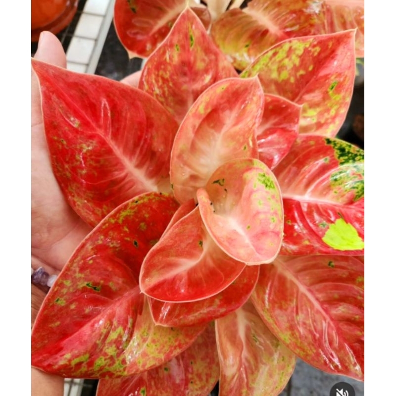 Aglaonema Bigroy Mutasi / Aglonema Bigroy Mutasi / Aglonema Bigroy Mutasi (Tanaman hias aglaonema Bi