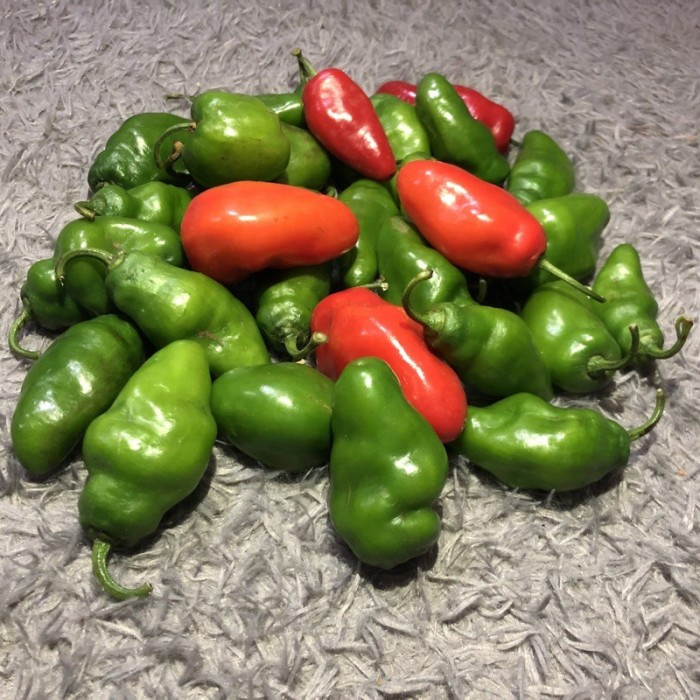 Bibit Tanaman Cabai Paprika/Cabai Gendot Kondisi Berbuah Rimbun