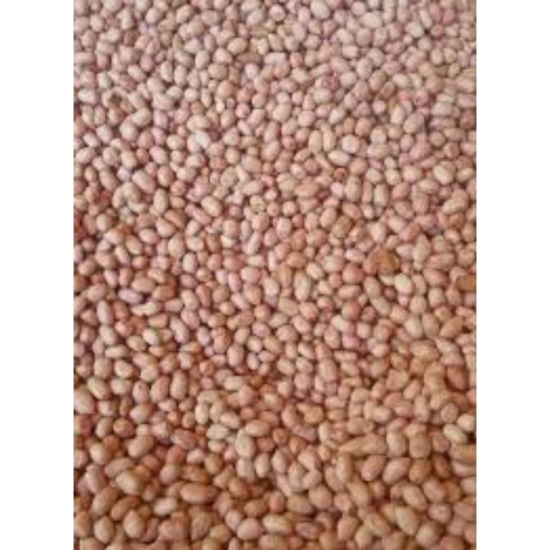

kacang