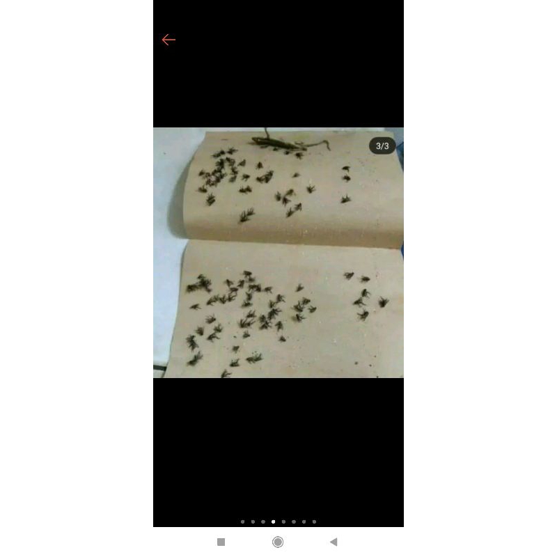 Kertas Lem Lalat / Cicak