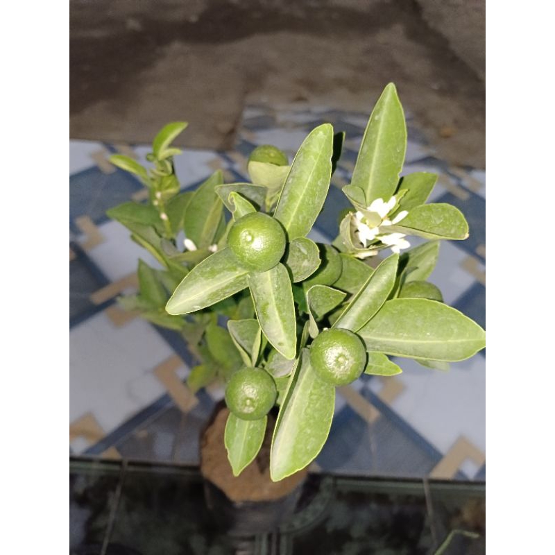 bibit jeruk es berbuah banyak sudah mau matang spesial