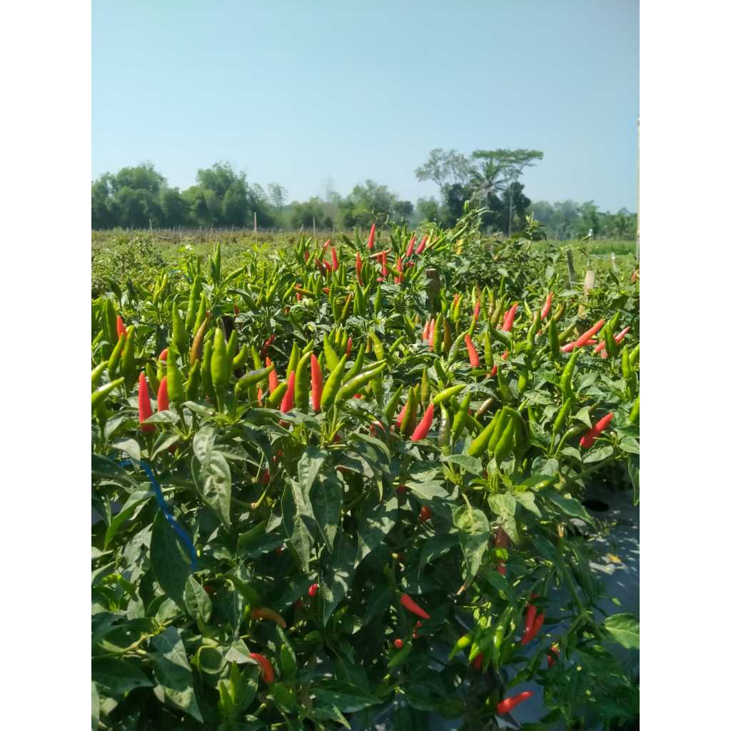 Benih Cabe Rawit RAWES Tahan Virus Hasil Besar