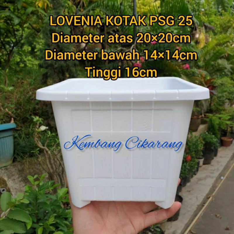 (1pc) LOVENIA SEGI PSG 25 (20*20) : pot bunga plastik putih bersih kotak tebal motif gentong