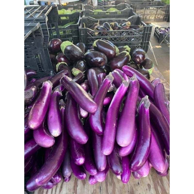 

terong ungu segar fresh 500 gram sayuran