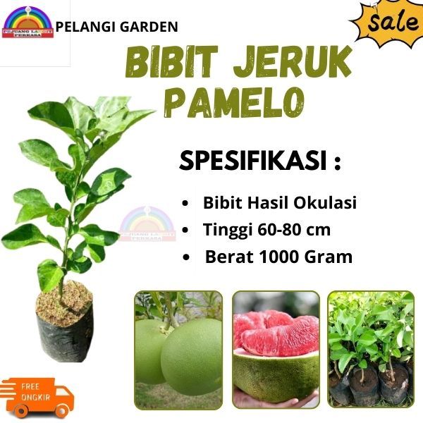 Bibit Jeruk Pamelo, Pohon Jeruk Pamelo Berbuah, Bibit Jeruk Berkualitas