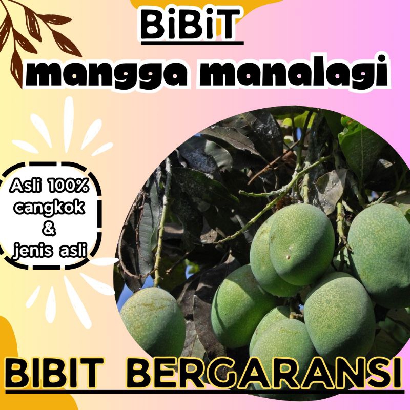 bibit mangga manalagi cepat berbuah asli cangkokan
