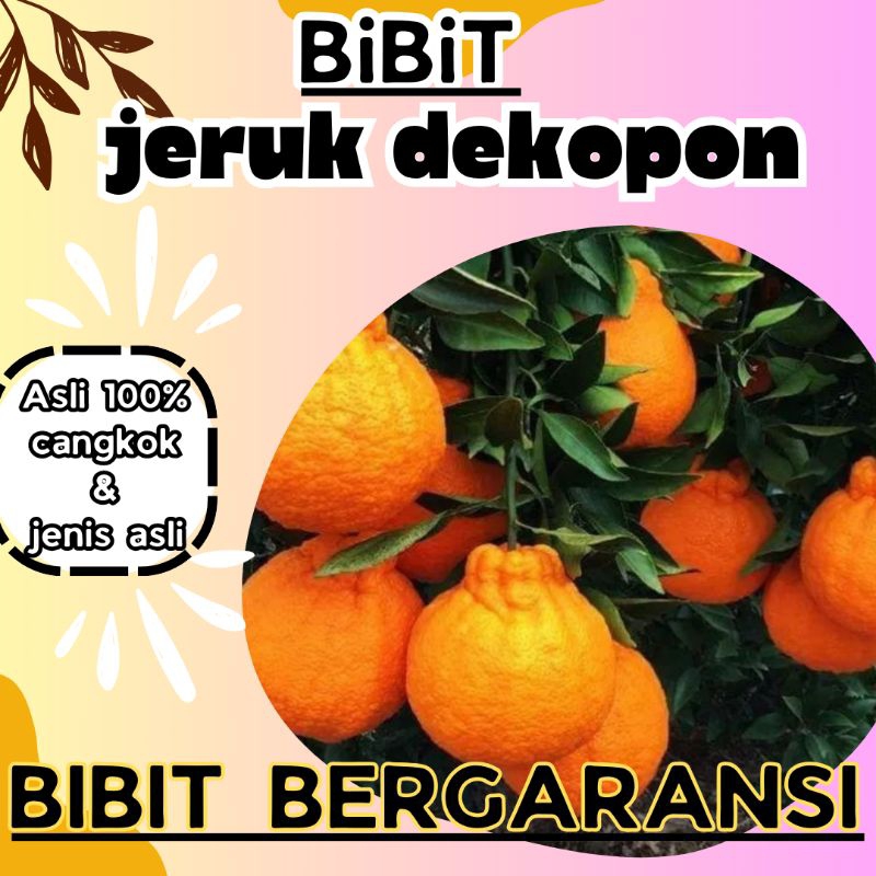 bibit jeruk dekopon cepat berbuah asli cangkokan