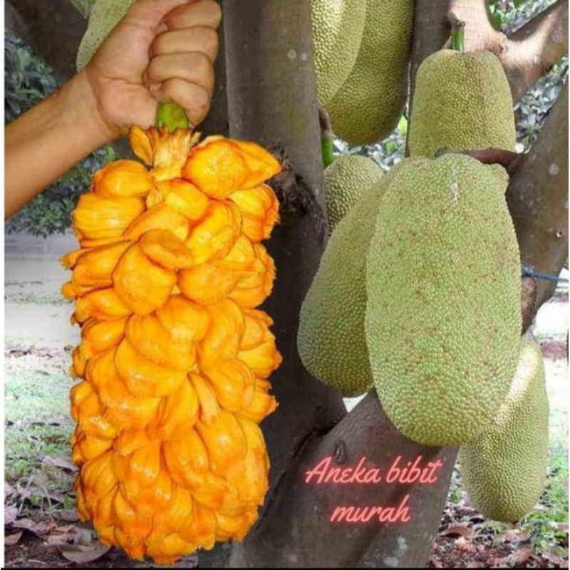 BIBIT CEMPEDAK SIAP BUAH