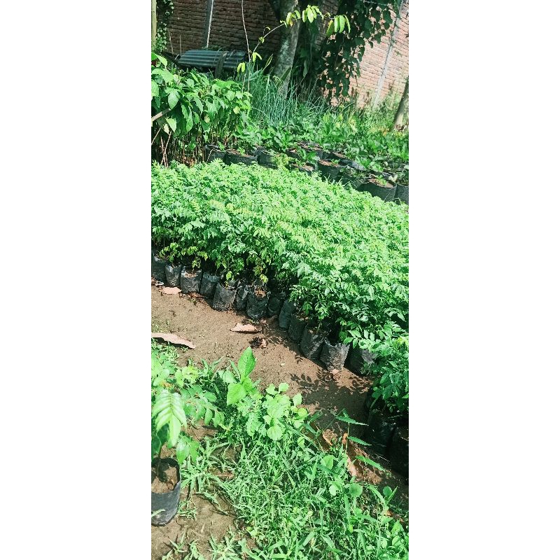 bibit salam Koja / daun kari