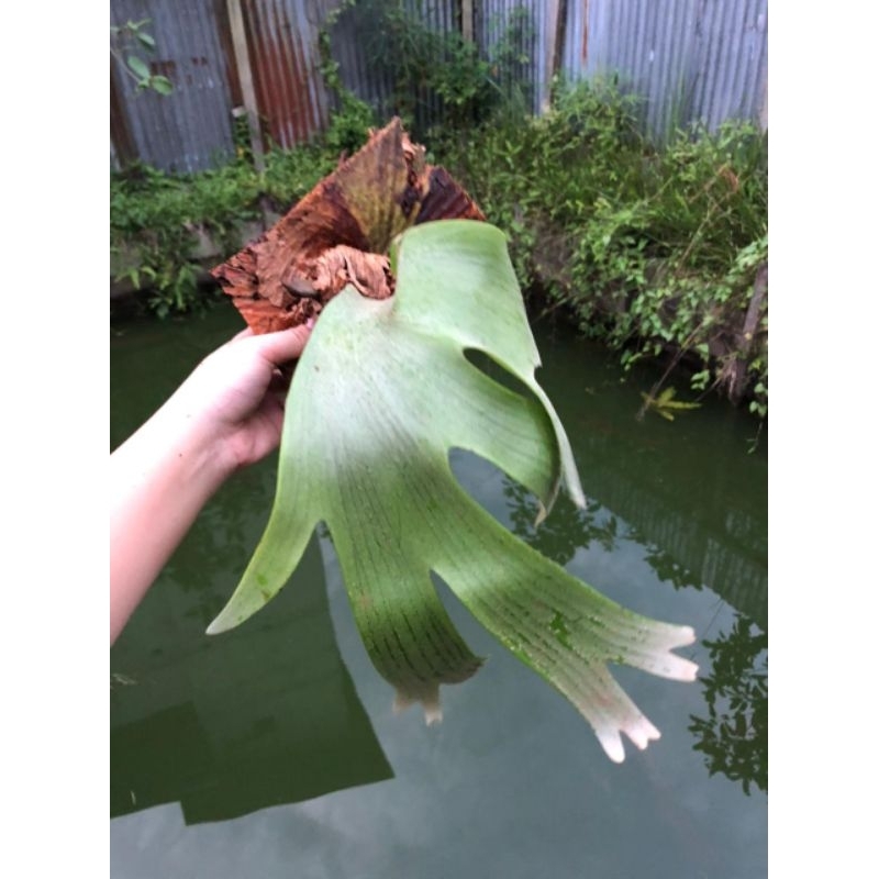 Tanduk Rusa Platycerium hillii