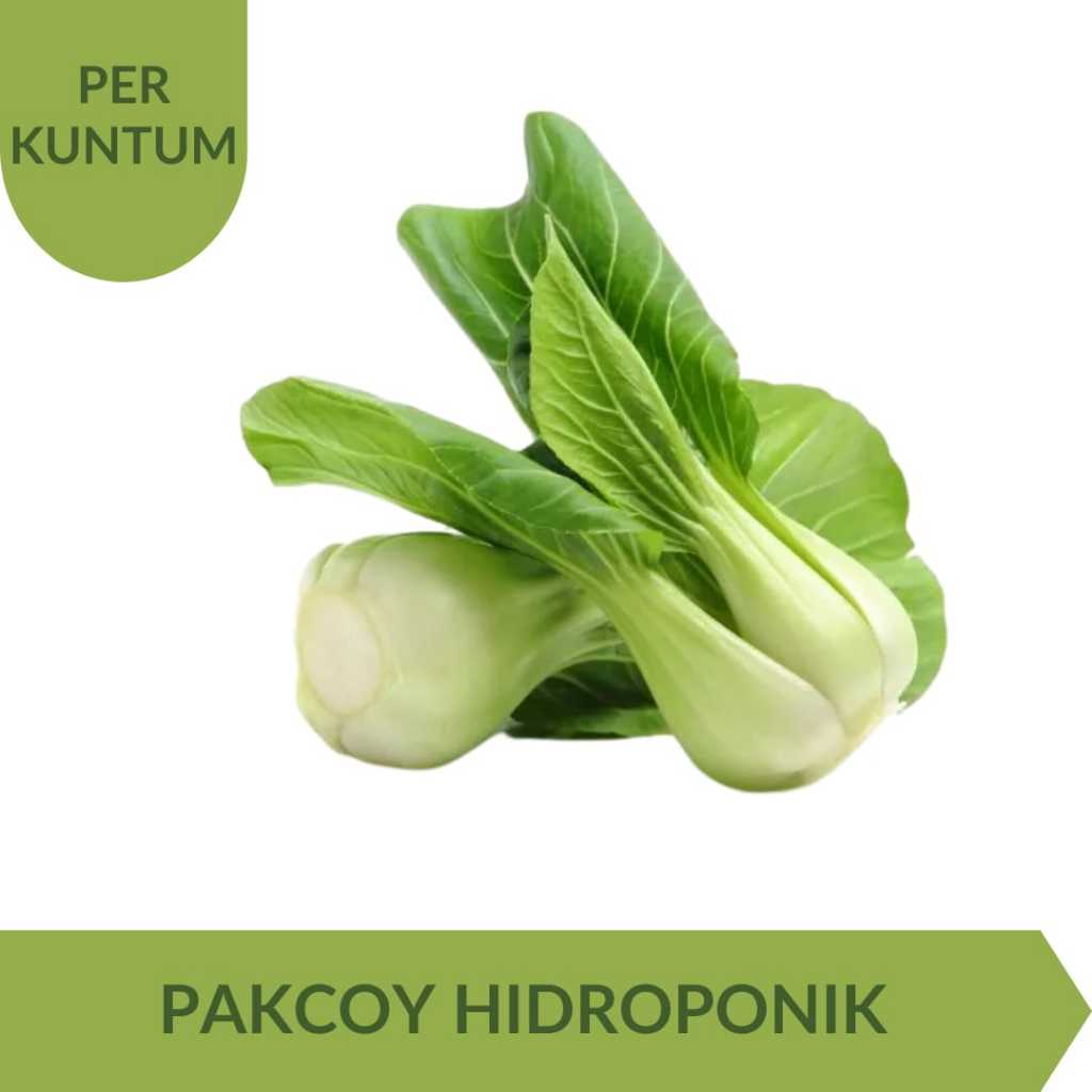 

Pakcoy Hidroponik Per Kuntum