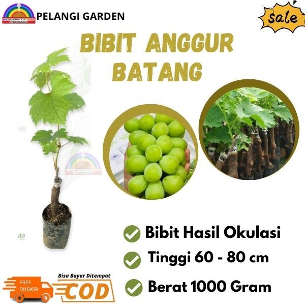 Bibit Anggur Shine Muscat, Bibit Anggur Shine Muscat Cepat Berbuah, Buah Anggur Shine Muscat Super M