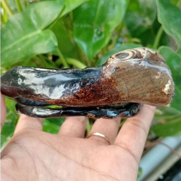 gelang akar Bahar hitam bonggol size jumbo/gelang akar Bahar hitam bonggol/gelang akar Bahar hitam a