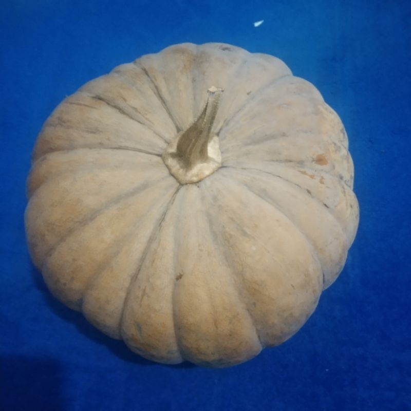 

labu kuning tua, pulen,berat 1,4 kg-1,6 kg.