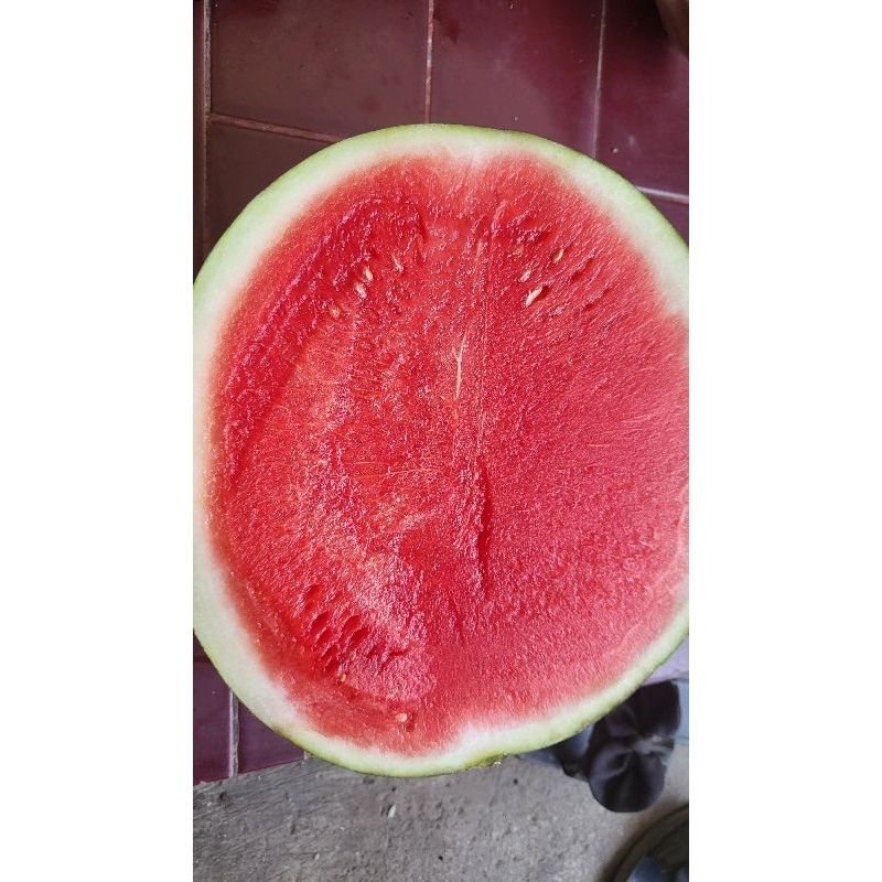 

semangka merah non biji