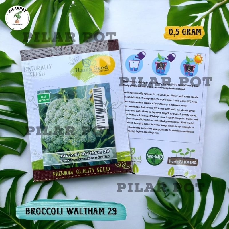 Benih Bibit Brokoli Waltham 29 Italica Haira Seed - BROCCOLI WALTHAM 29