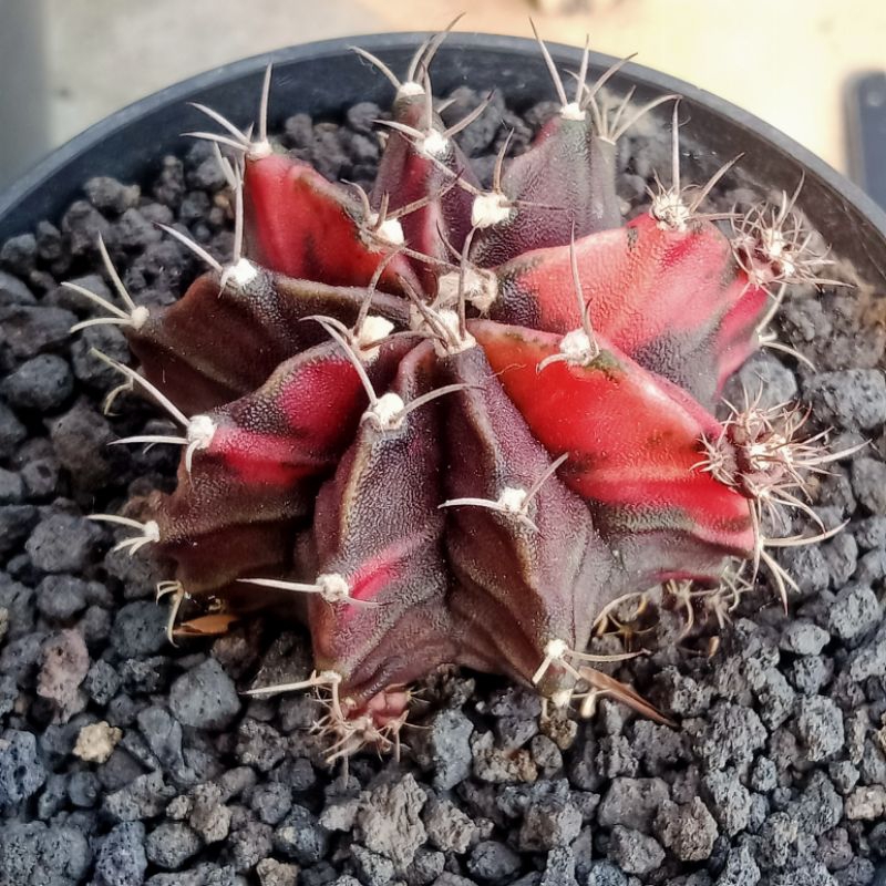 kaktus gymnocalycium black pearl