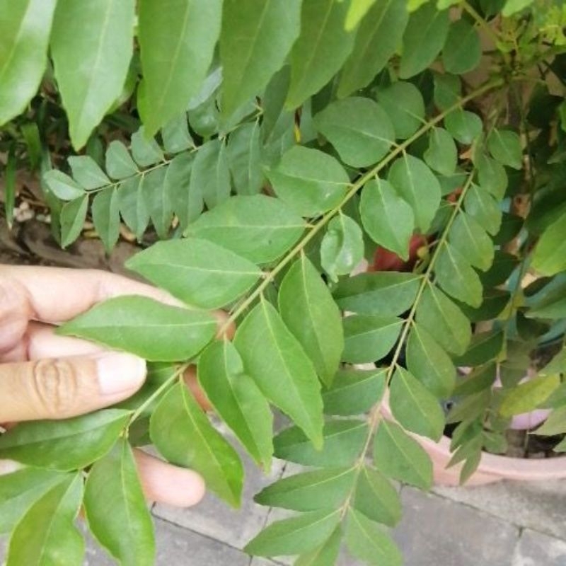 

Daun Kari/Salam koja per 20gr