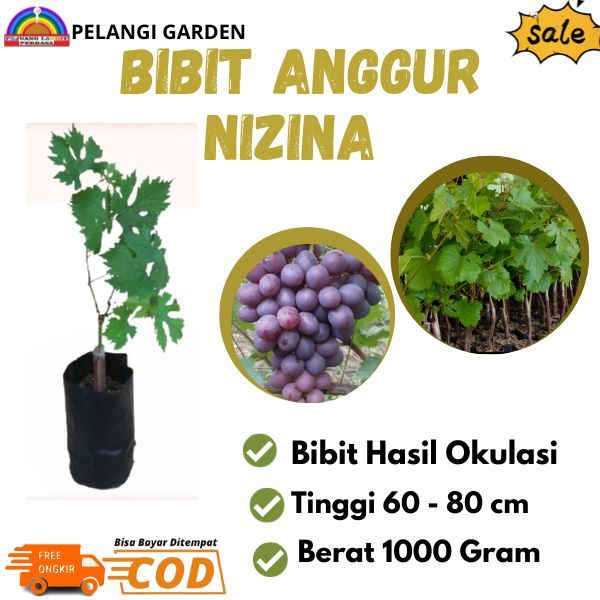 Bibit Anggur Nizina, Bibit Anggur Berkualitas, Bibit Anggur Unggul, Bibit Anggur Unggulan