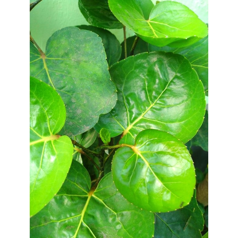 

Daun mangkokan segar 40 lembar