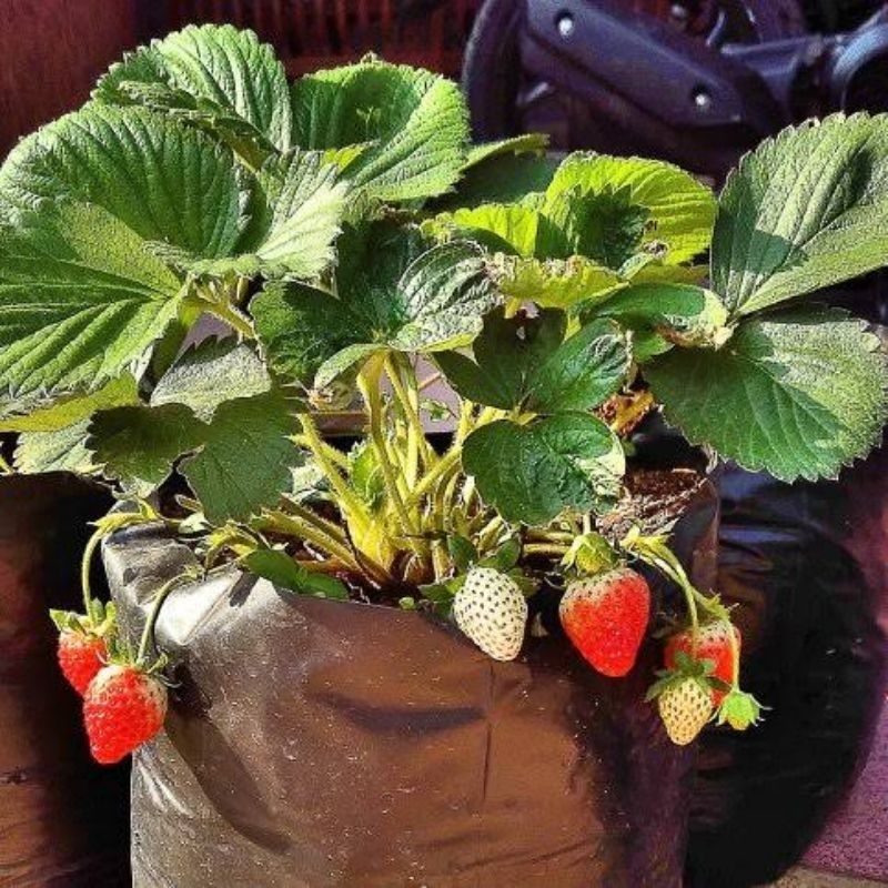 1 pcs indukan Bibit tanaman strawberry mencir siap berbunga dan berbuah