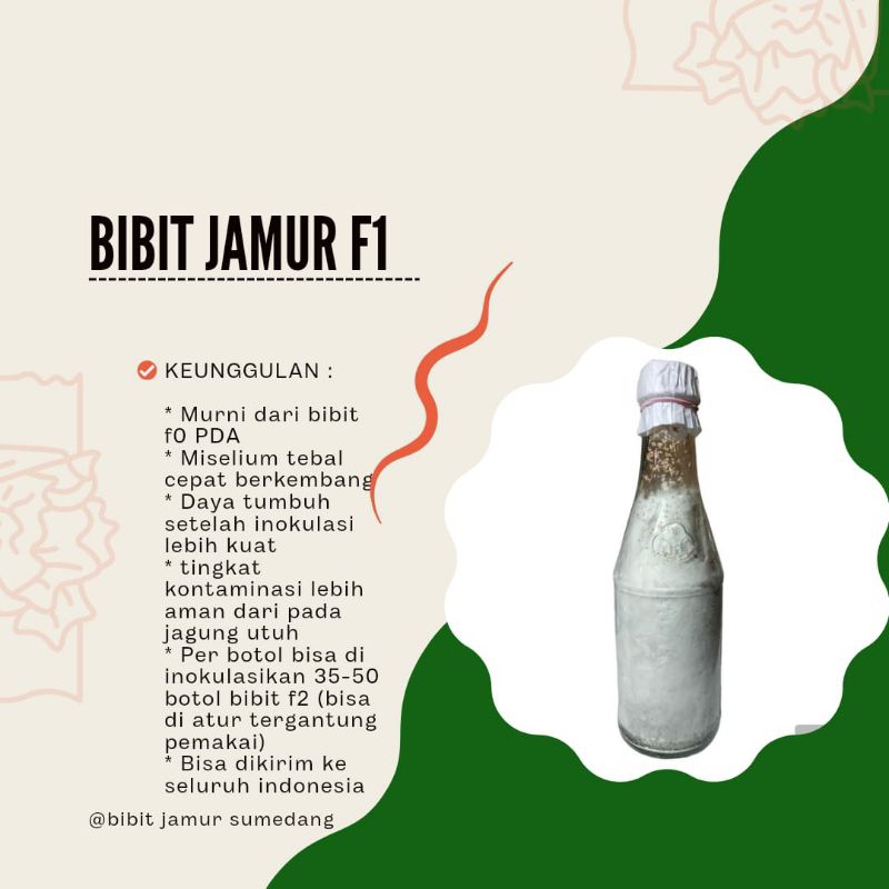 

Bibit jamur tiram abu f1