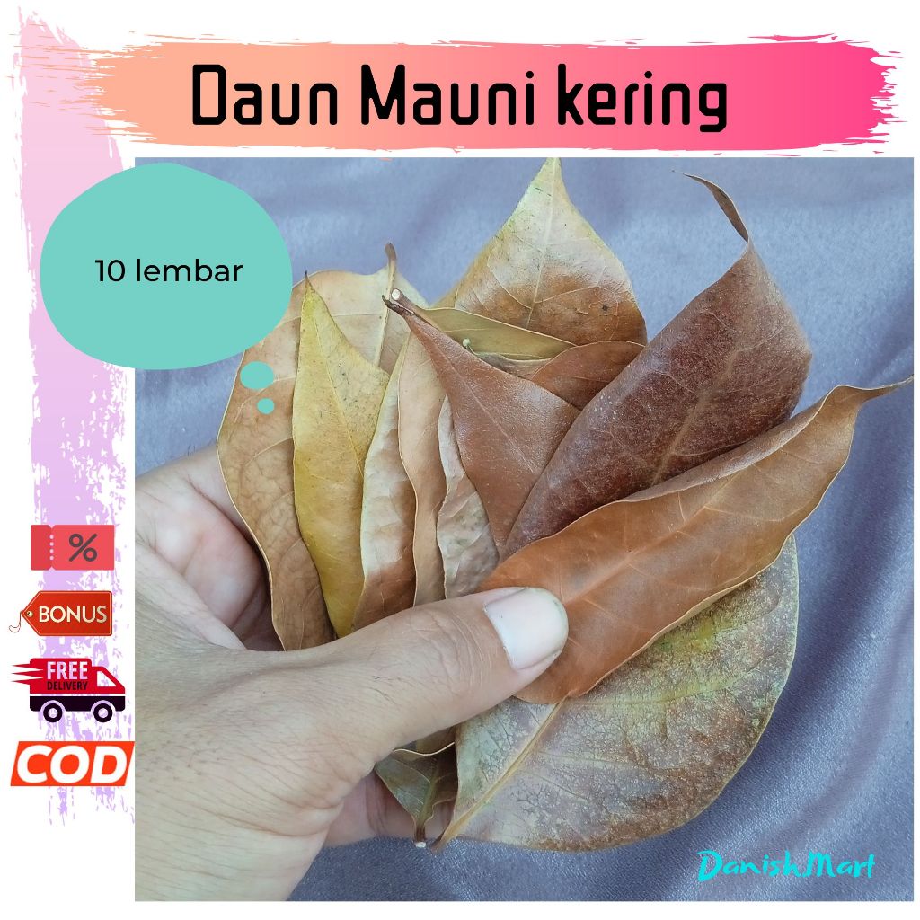 Daun Mahoni Kering Dekorasi
