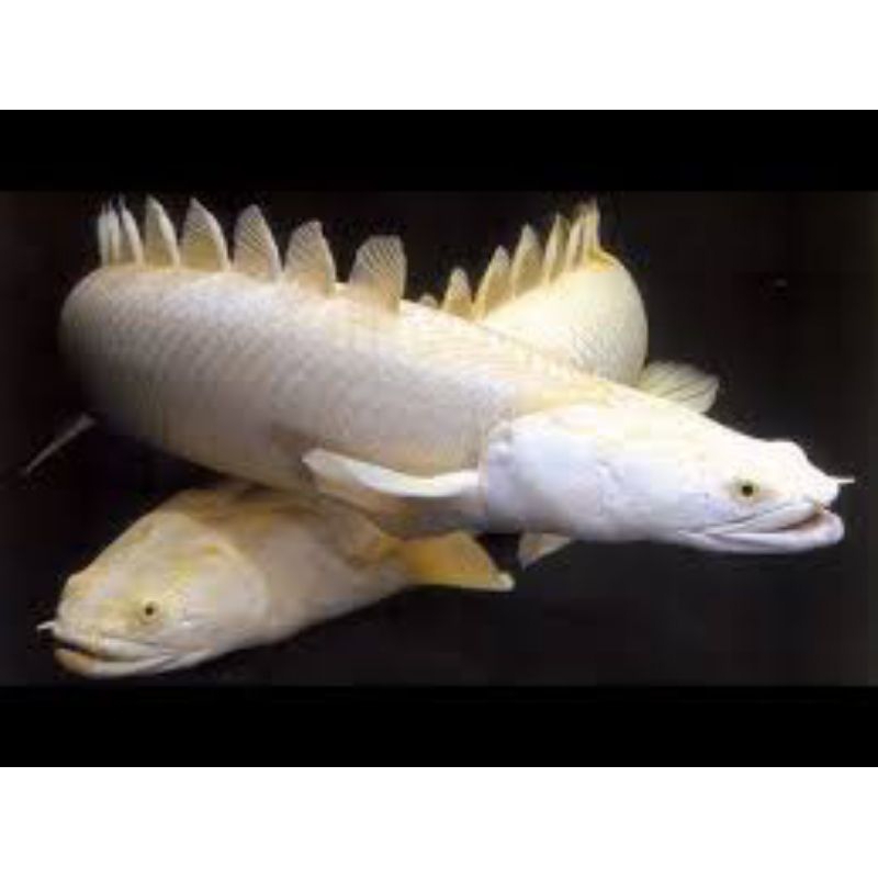 ikan palmas albino naga mata merah