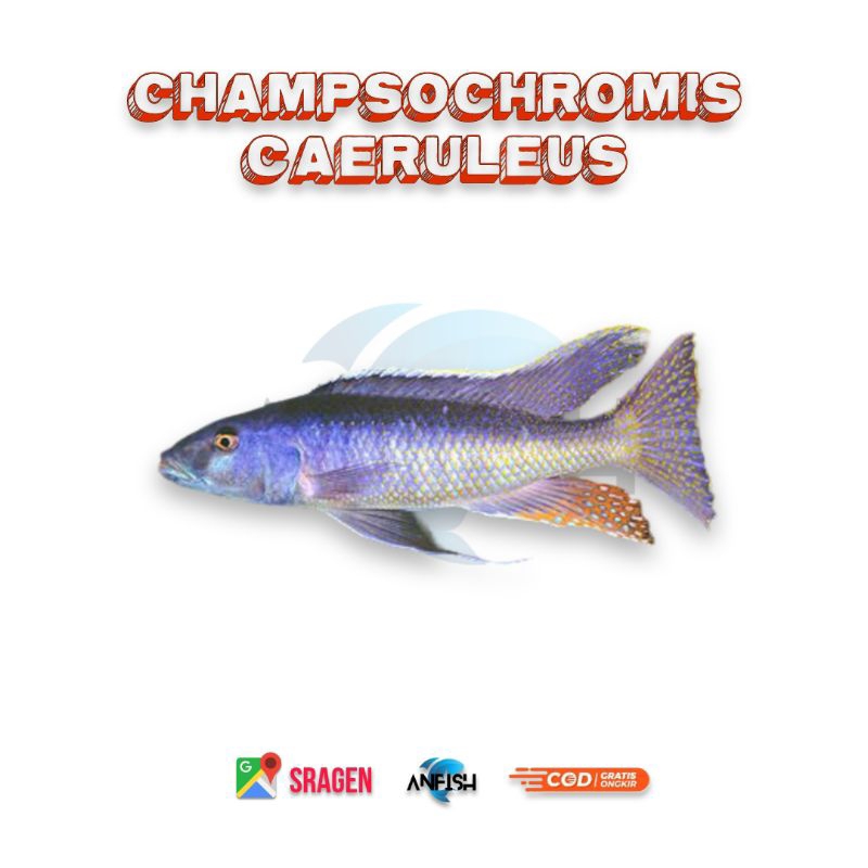 champsochromis caureuleus cichlid