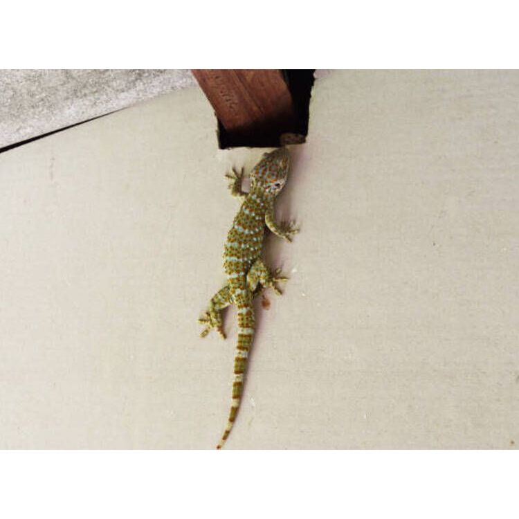 Tokek Rumah Hidup panjang kurang lebih 30CM