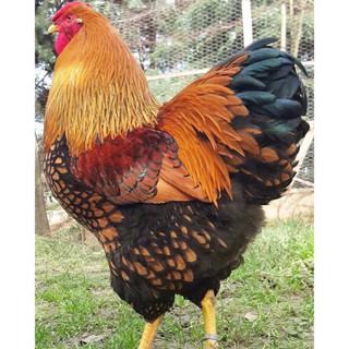 

TELUR FERTIL AYAM WYANDOTTE GOLD LACED TETASAN IMPORT UNTUK DI TETASKAN