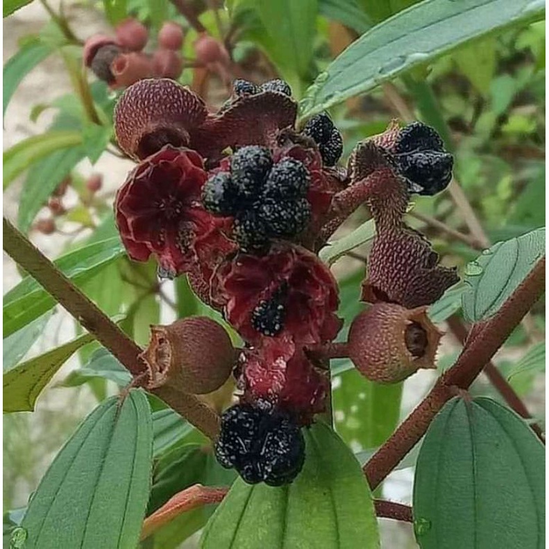 

KUKURING Buah Harendong Buah Senggani Segar 1Kg