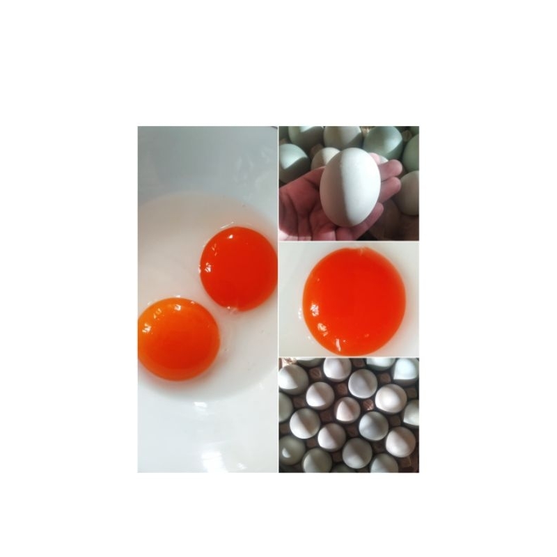 

Telur Bebek Segar (Minimal Order 3 Papan)