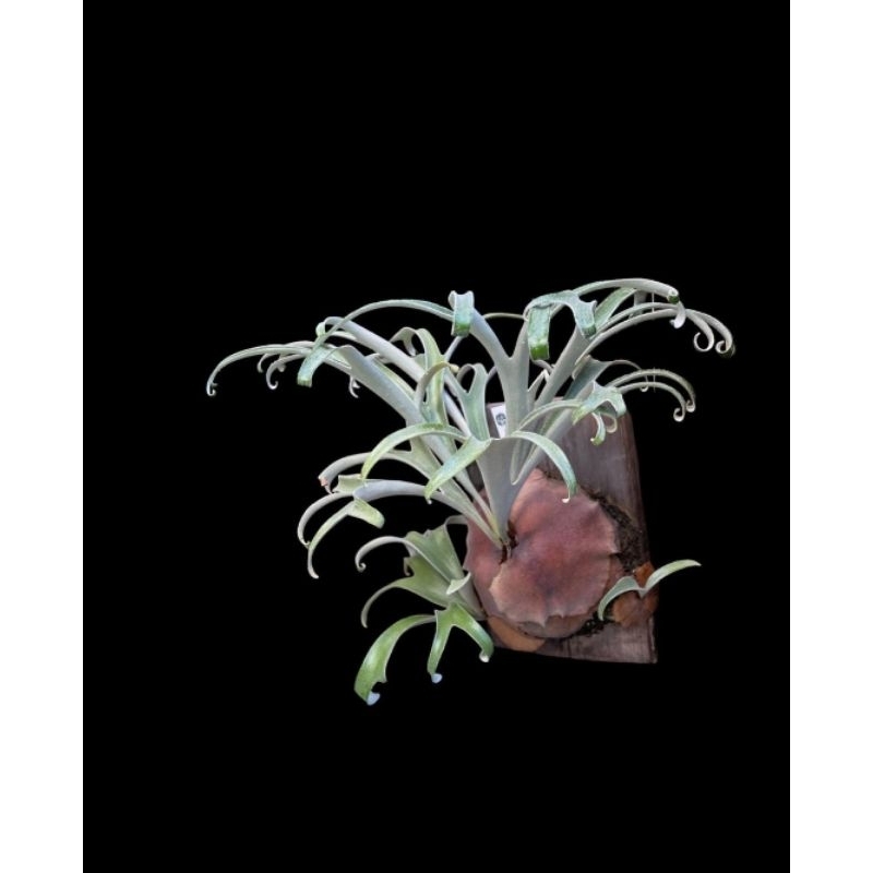 Platycerium Vasseii / Alcicorne madagascar