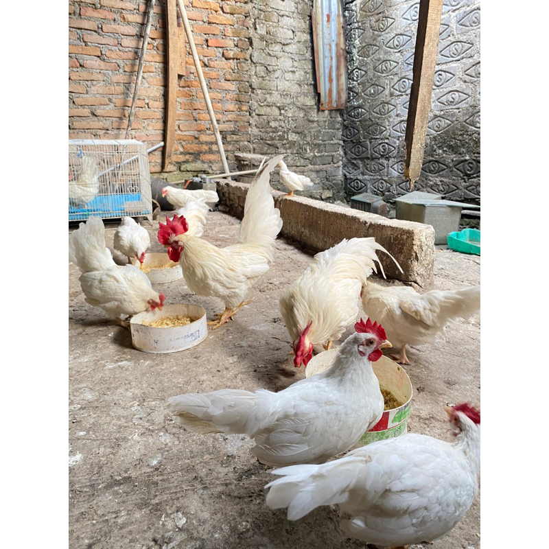 Ayam Kate Putih Hias Jinak Hidup // Bandung//Murah 130.000