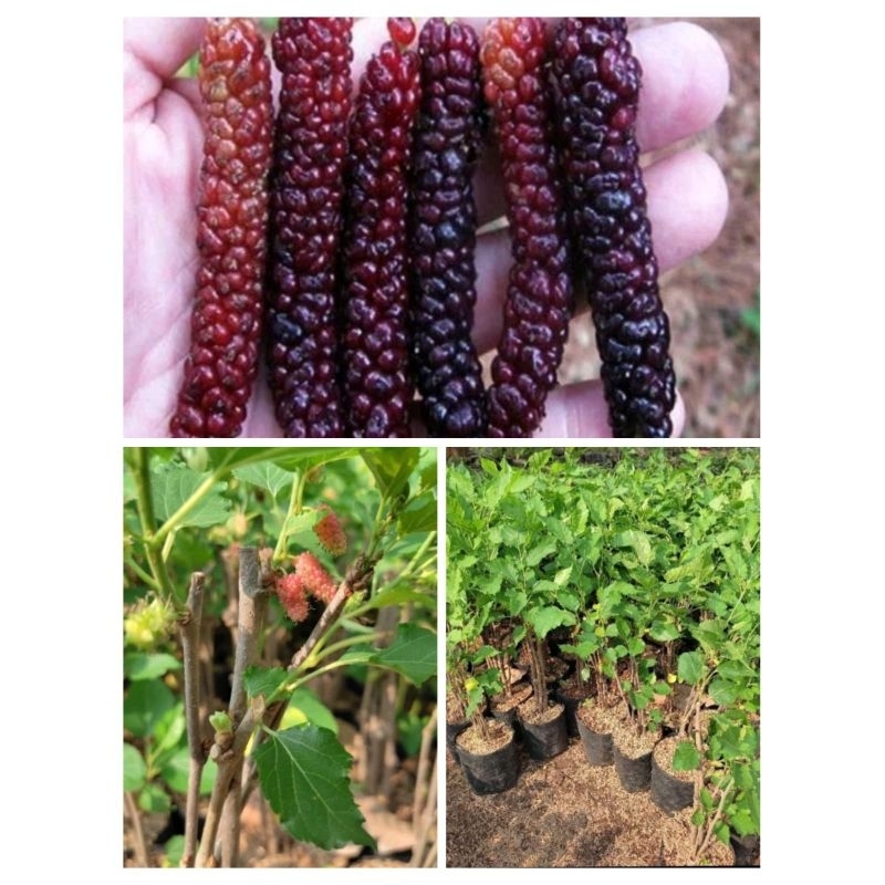 bibit tanaman murbei arbei tanaman  murberry) arbei