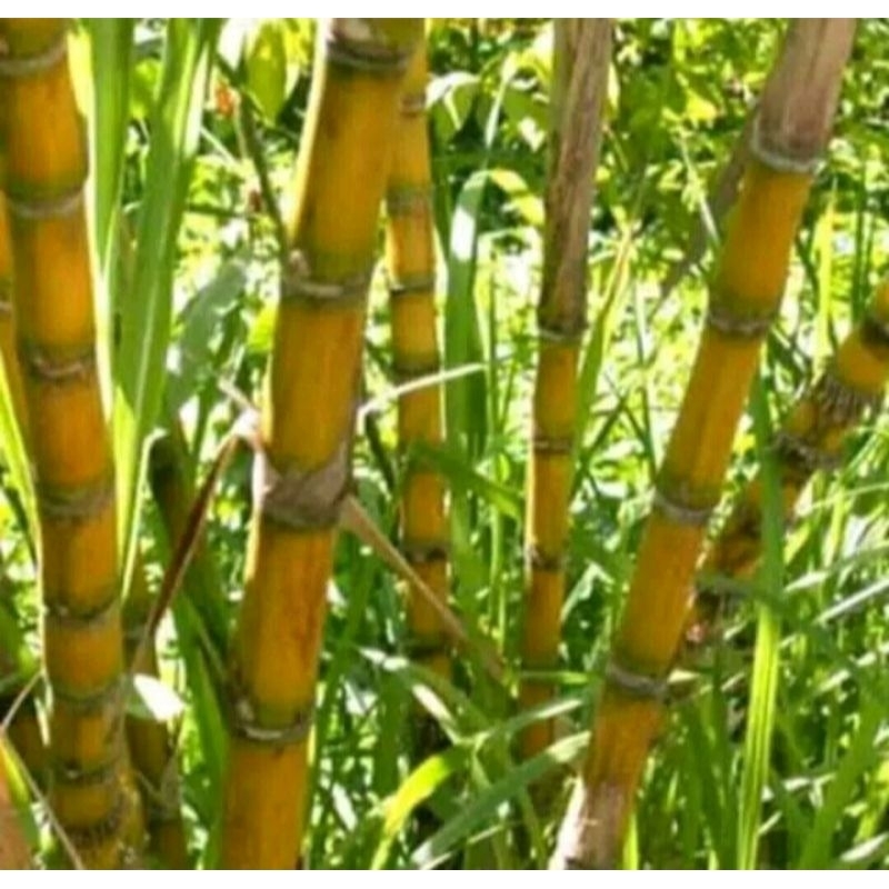 bibit tebu kuning setek tebu kuning