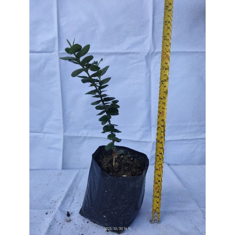 Bibit Bonsai Natal Plum